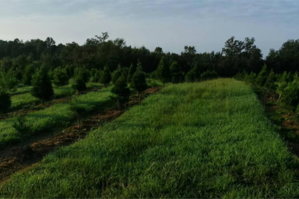 Rural Life On A Real Christmas Tree Farm! Hallmark Experience! Ozark Buitenkant foto