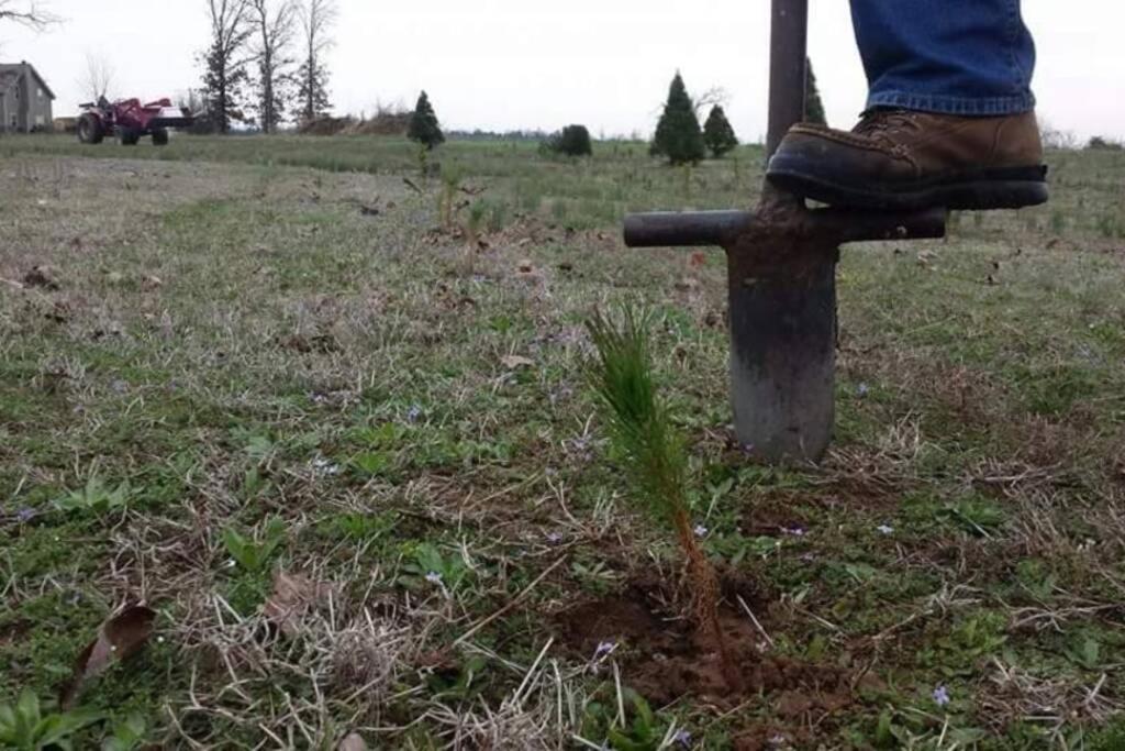 Rural Life On A Real Christmas Tree Farm! Hallmark Experience! Ozark Buitenkant foto