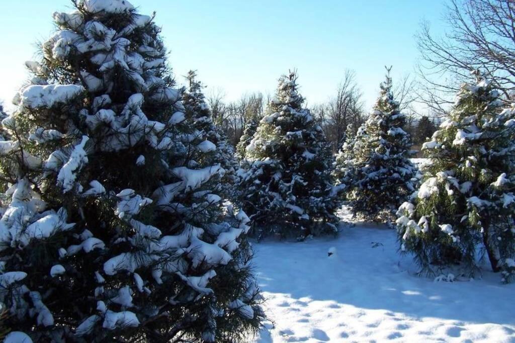 Rural Life On A Real Christmas Tree Farm! Hallmark Experience! Ozark Buitenkant foto