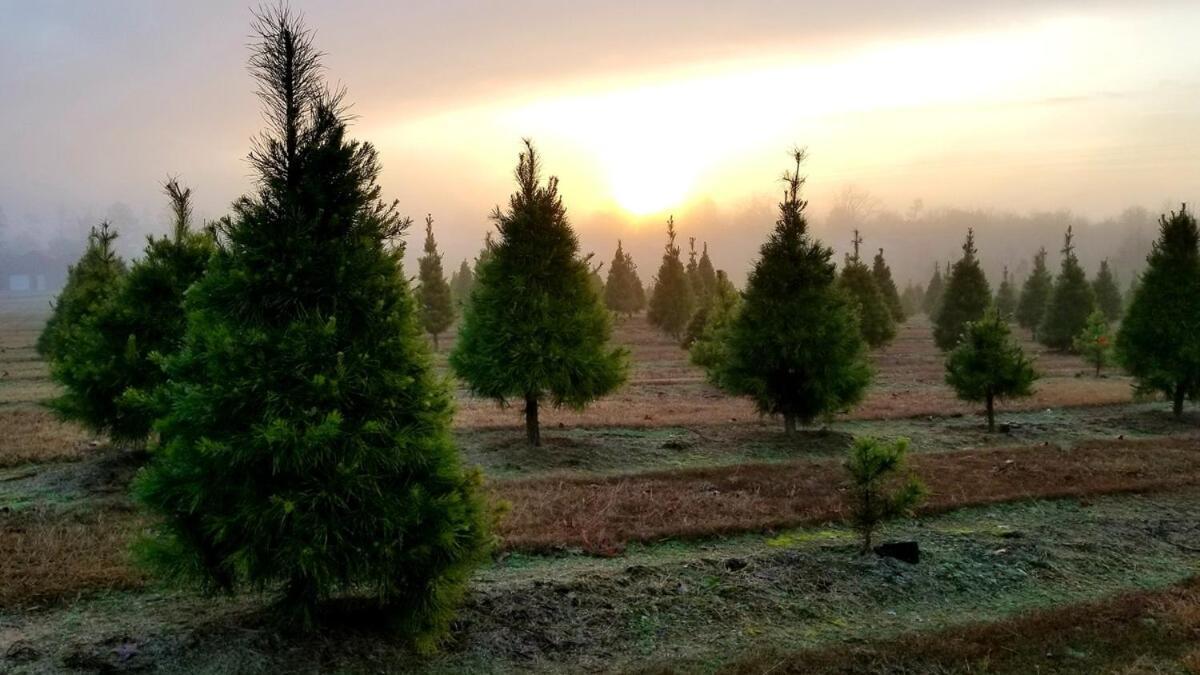 Rural Life On A Real Christmas Tree Farm! Hallmark Experience! Ozark Buitenkant foto
