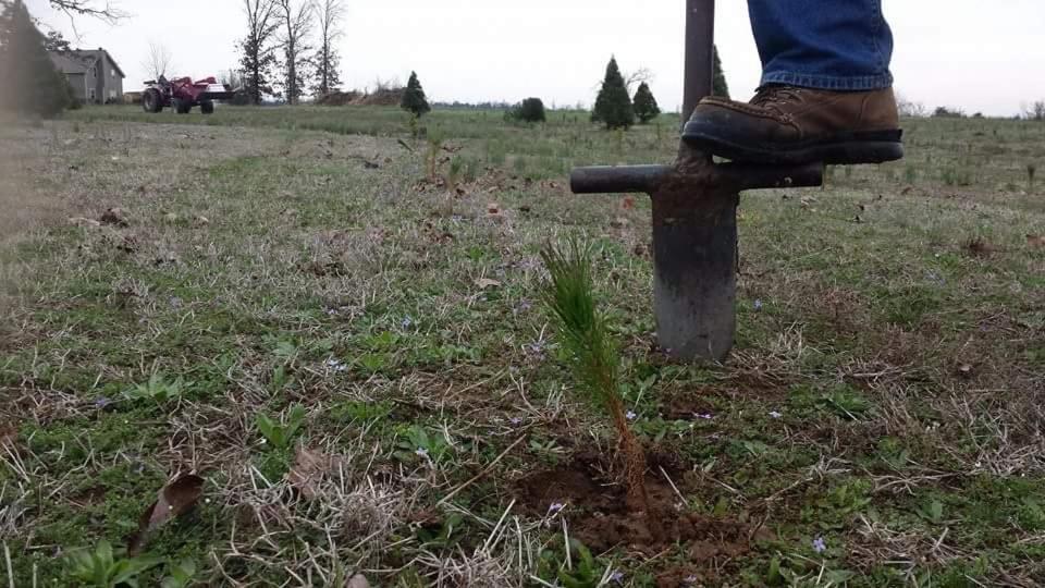 Rural Life On A Real Christmas Tree Farm! Hallmark Experience! Ozark Buitenkant foto